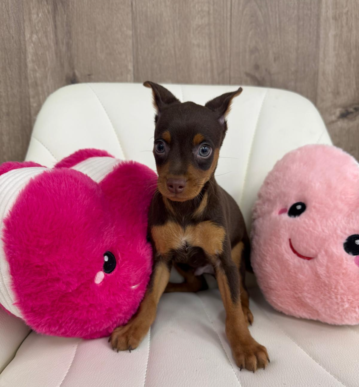 Miniature Pinscher Puppy