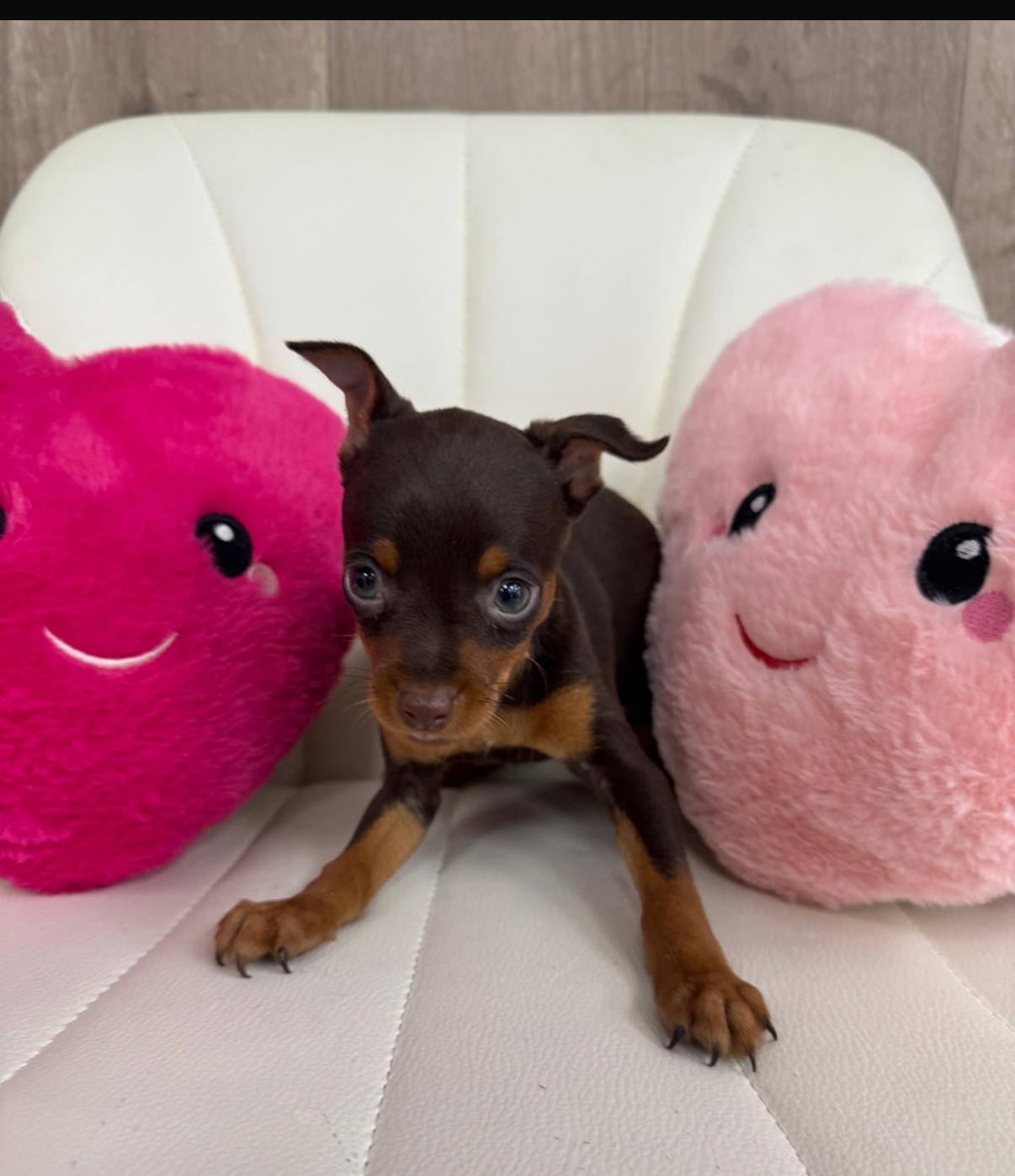 Miniature Pinscher Puppy