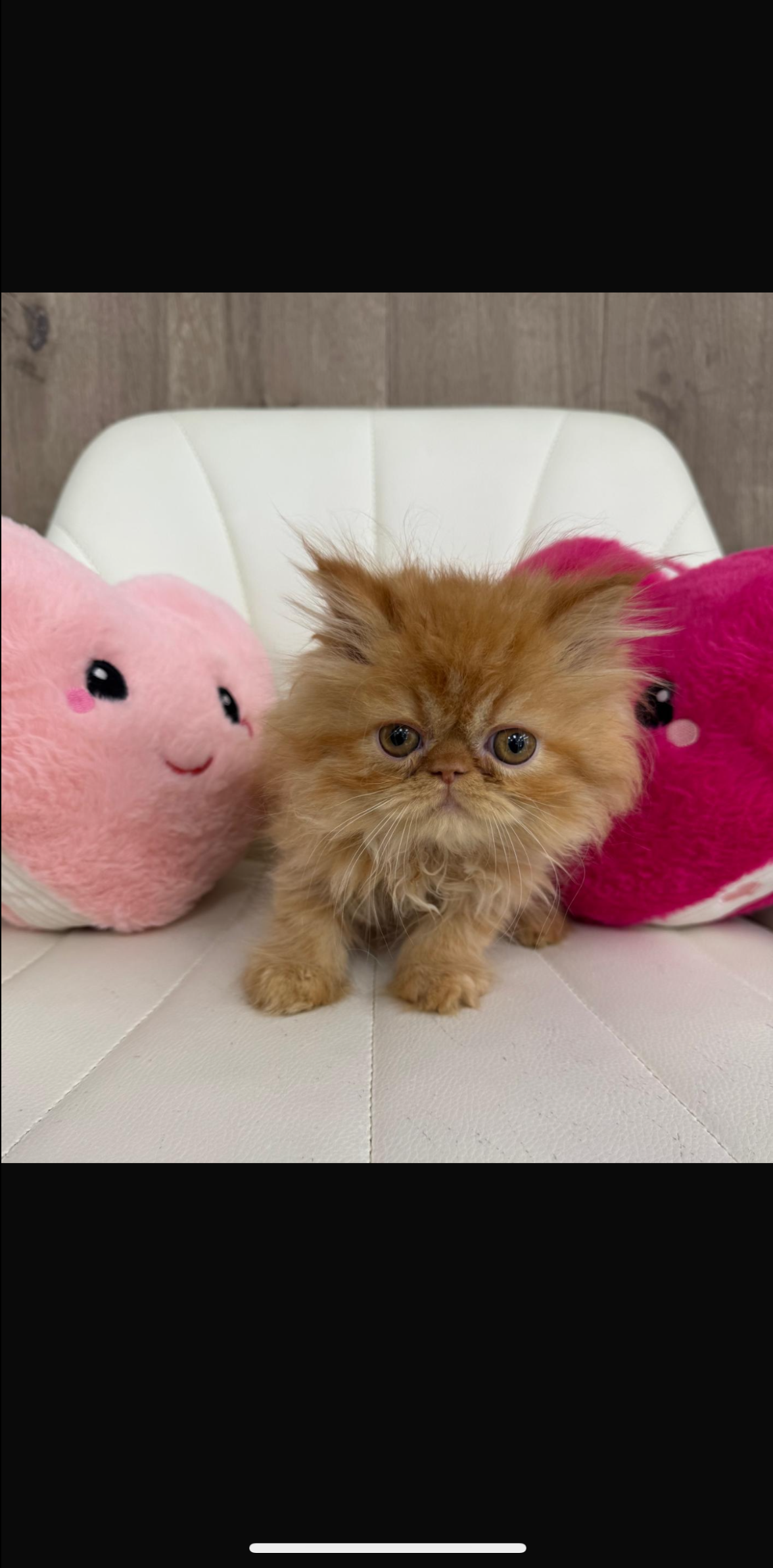 persian kitten