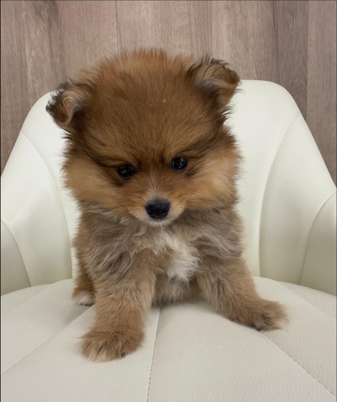 Pomeranian Puppy for sale connecticut