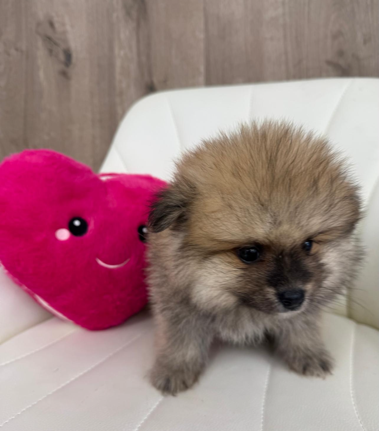 Pomeranian Puppy for sale connecticut