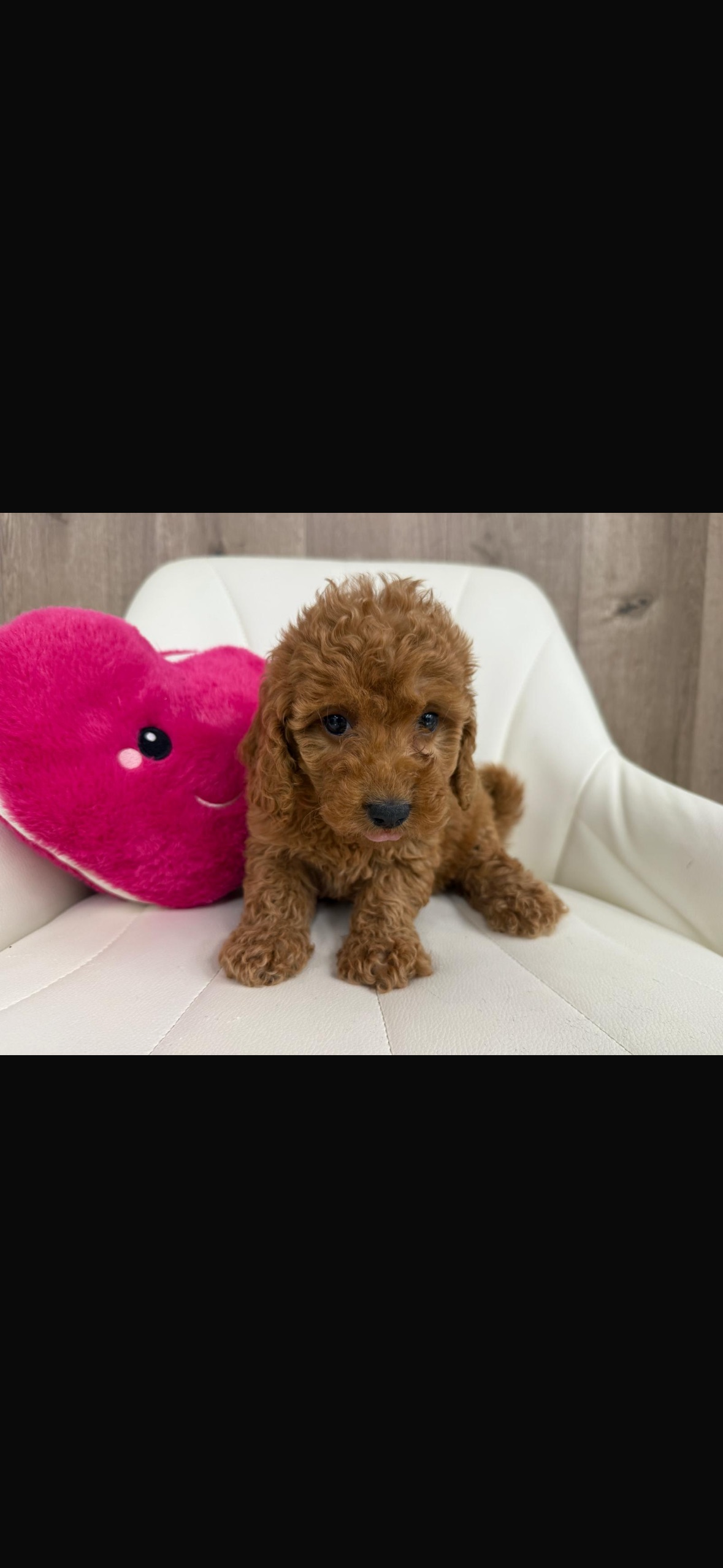 Poodle Puppy