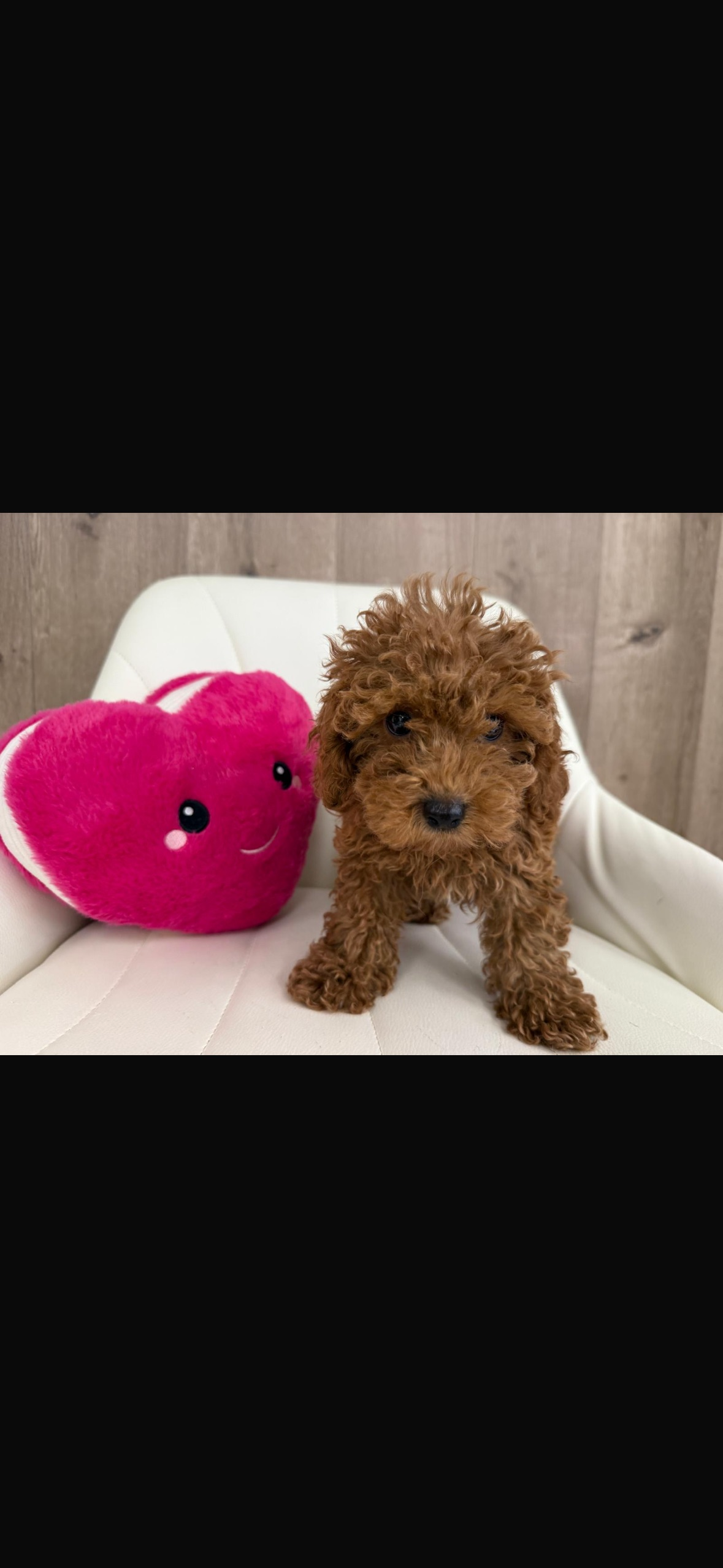 Poodle Puppy