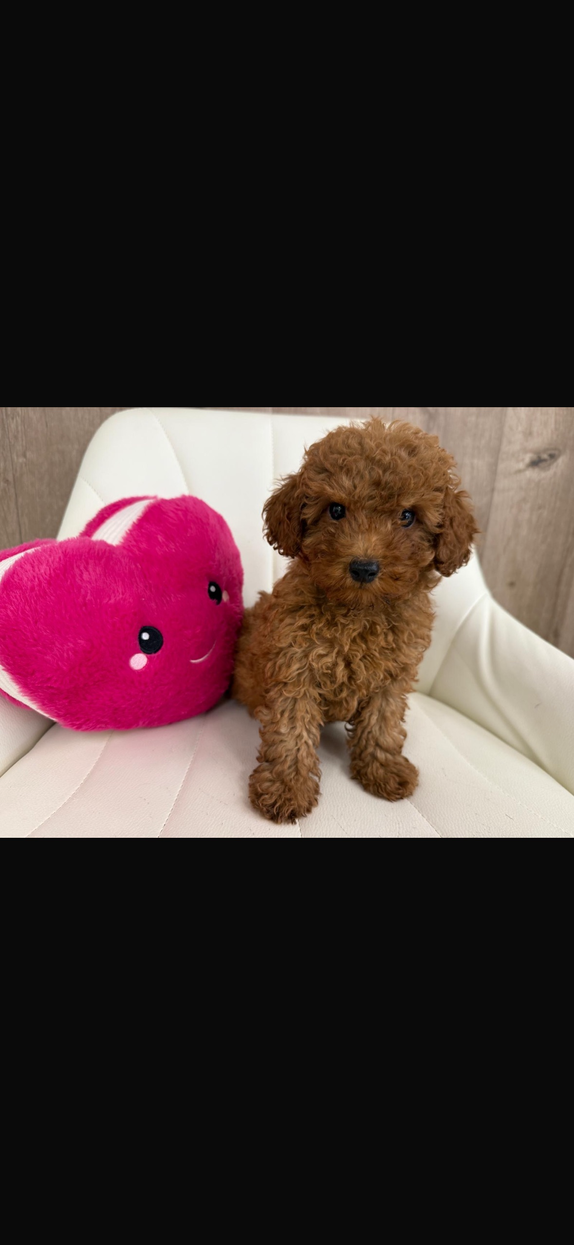 Poodle Puppy