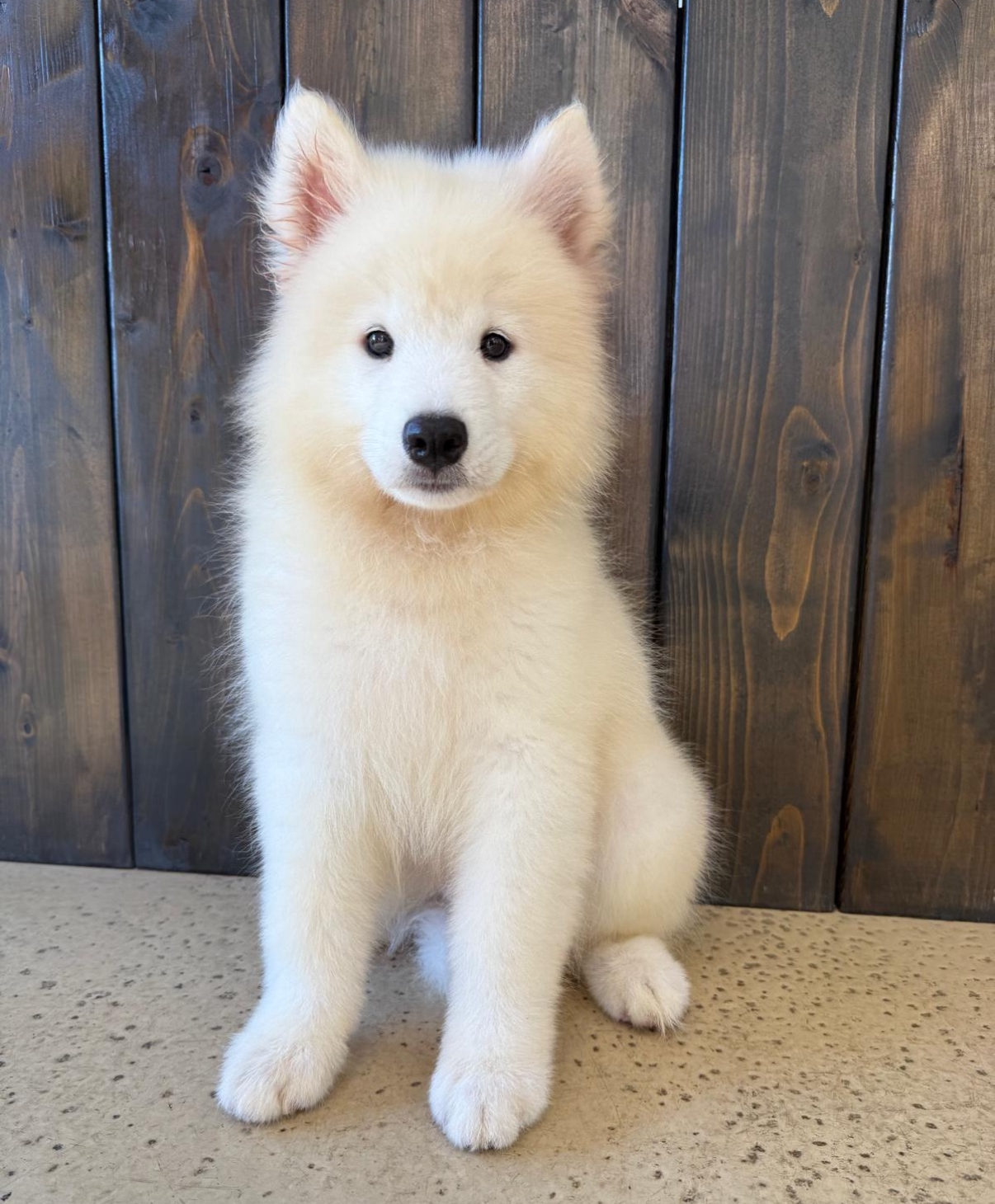 Samoyed Puppy