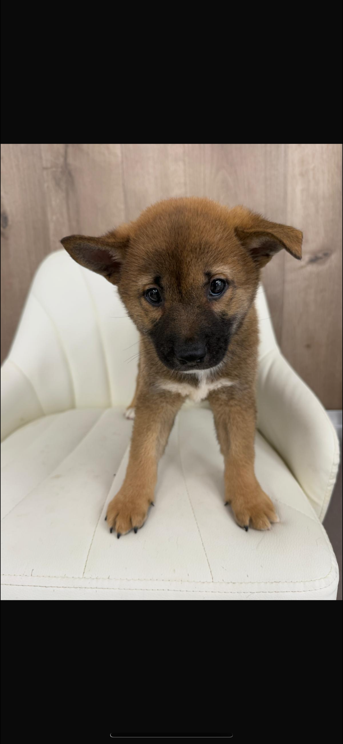 Shiba Inu Puppy