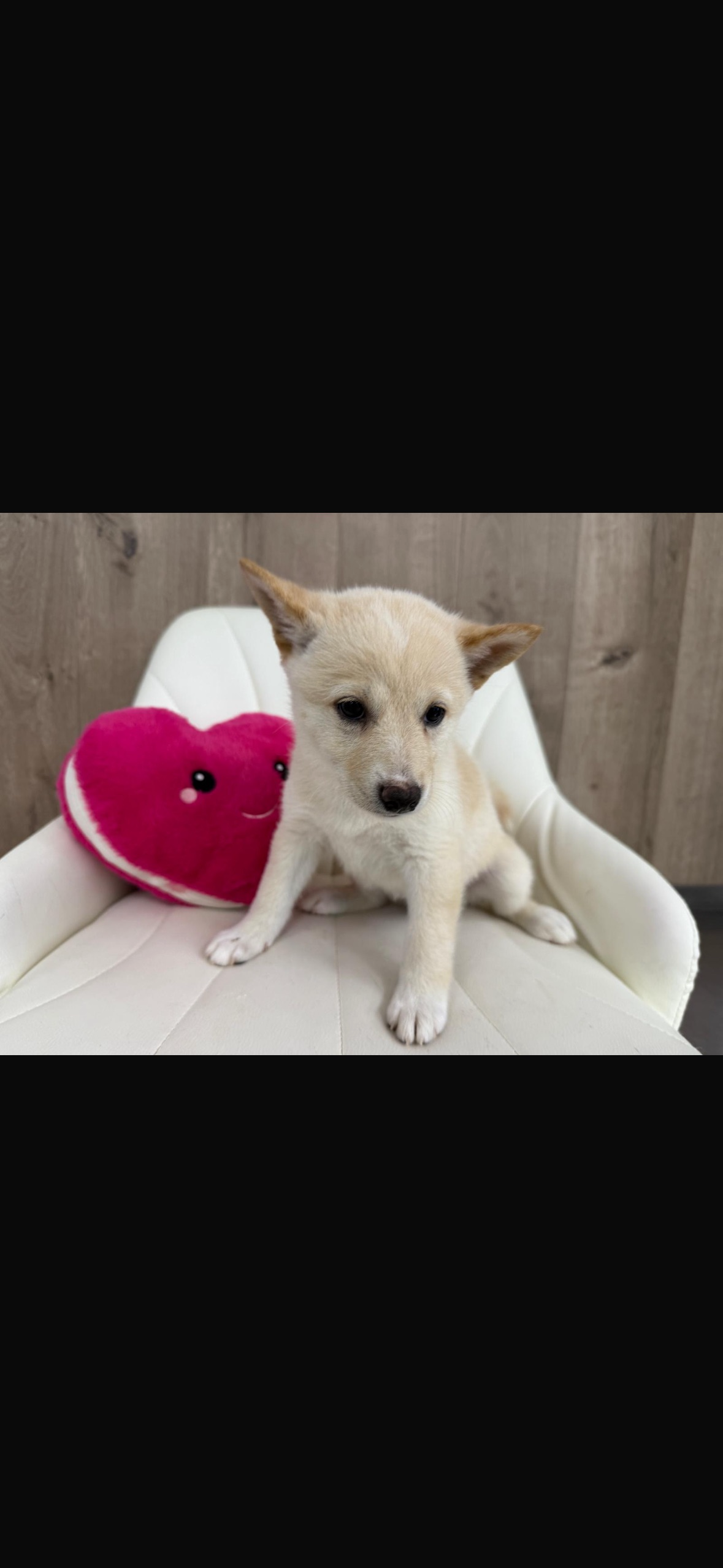 Shiba Inu Puppy