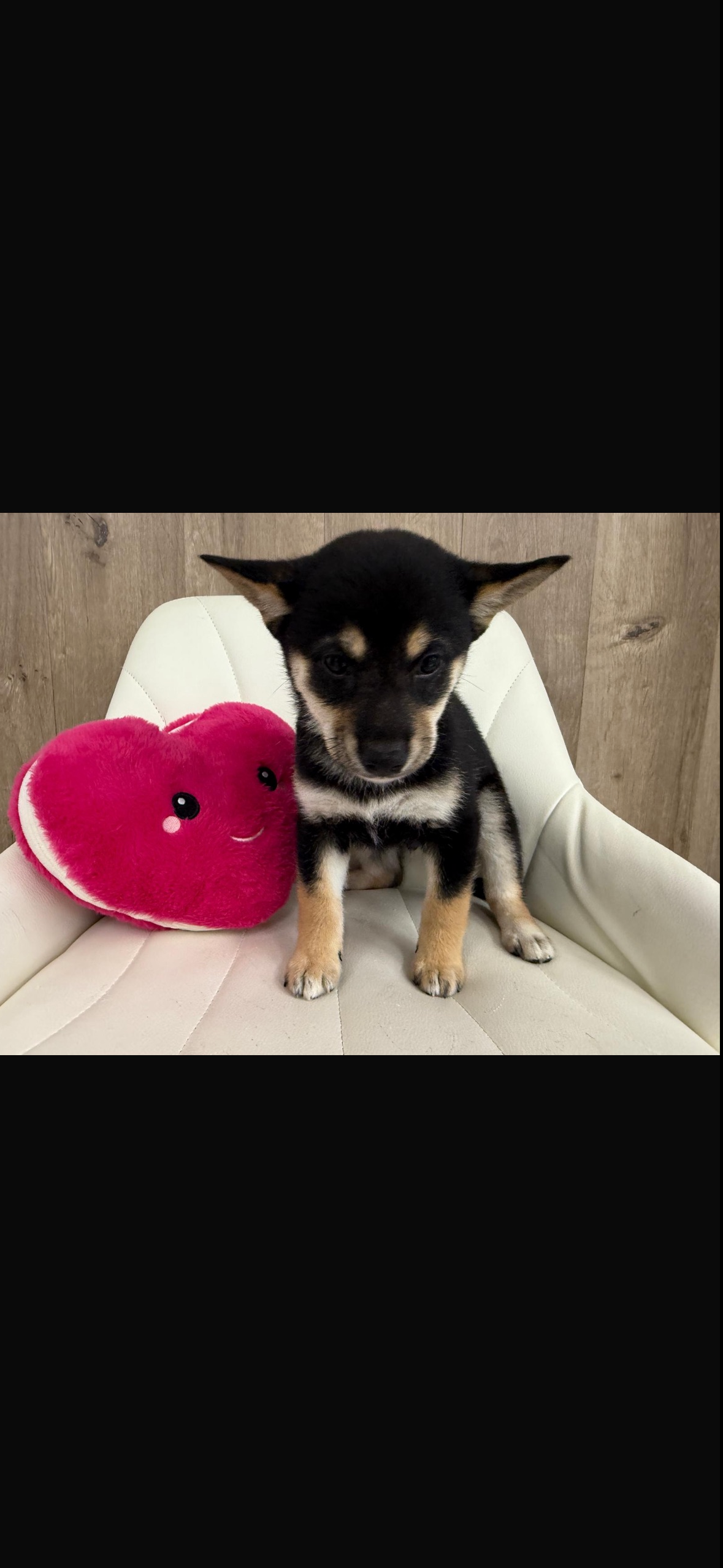 Shiba Inu Puppy