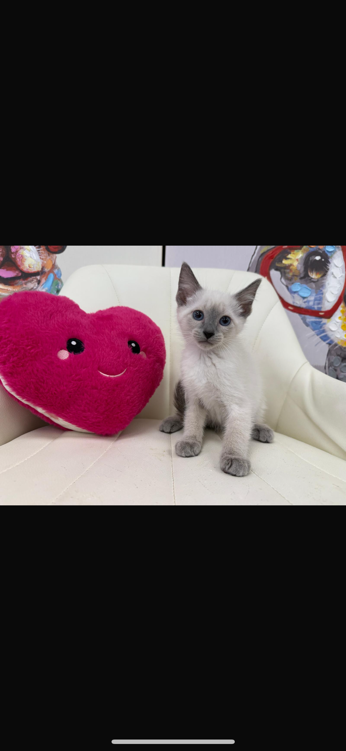 Siamese Kitten
