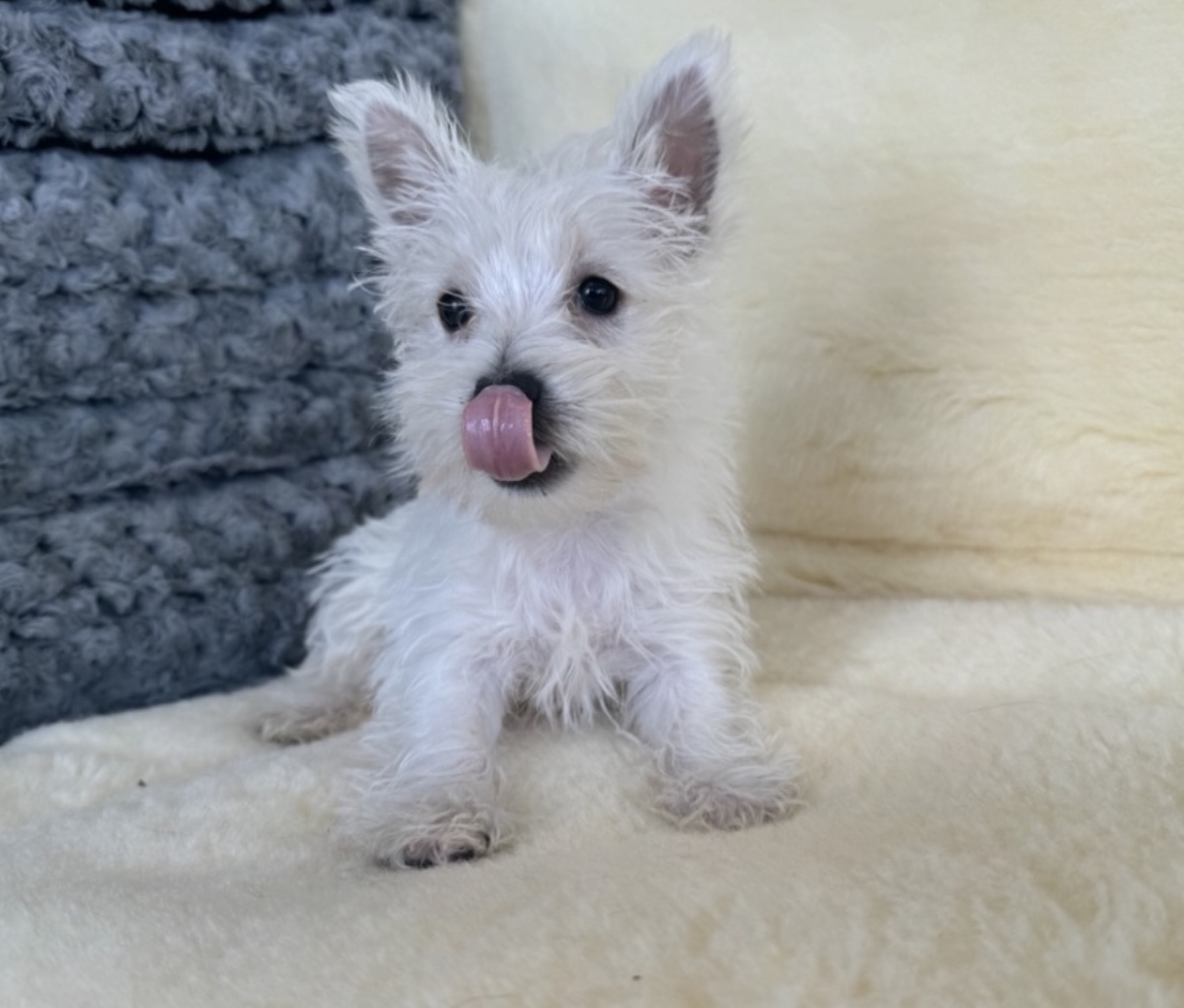 West Highland Terrier Puppy