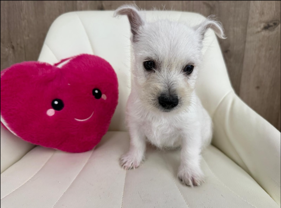 West Highland Terrier Puppy