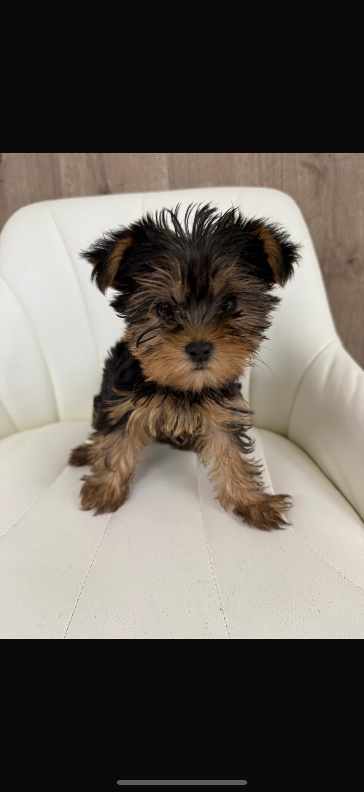 Yorkshire Terrier Puppy