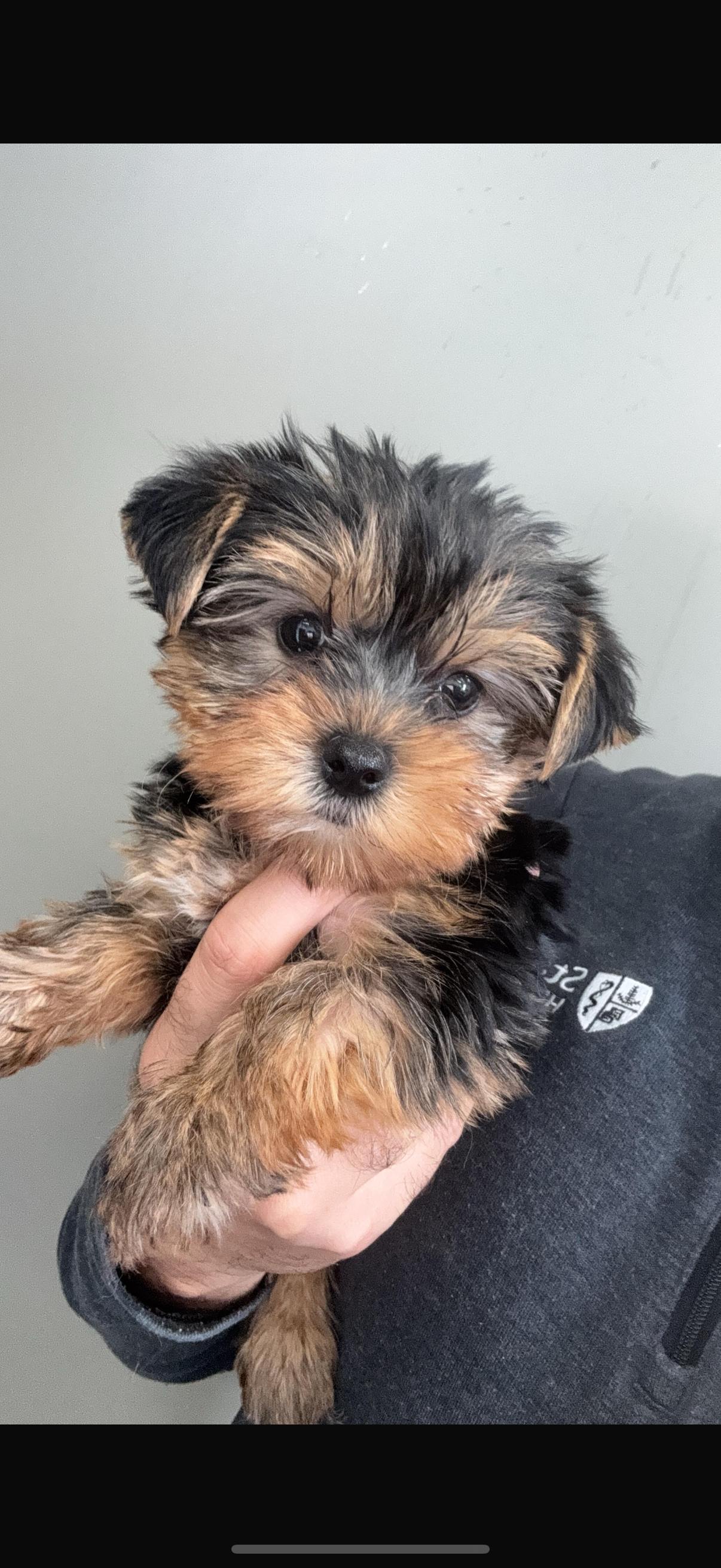 Yorkshire Terrier Puppy