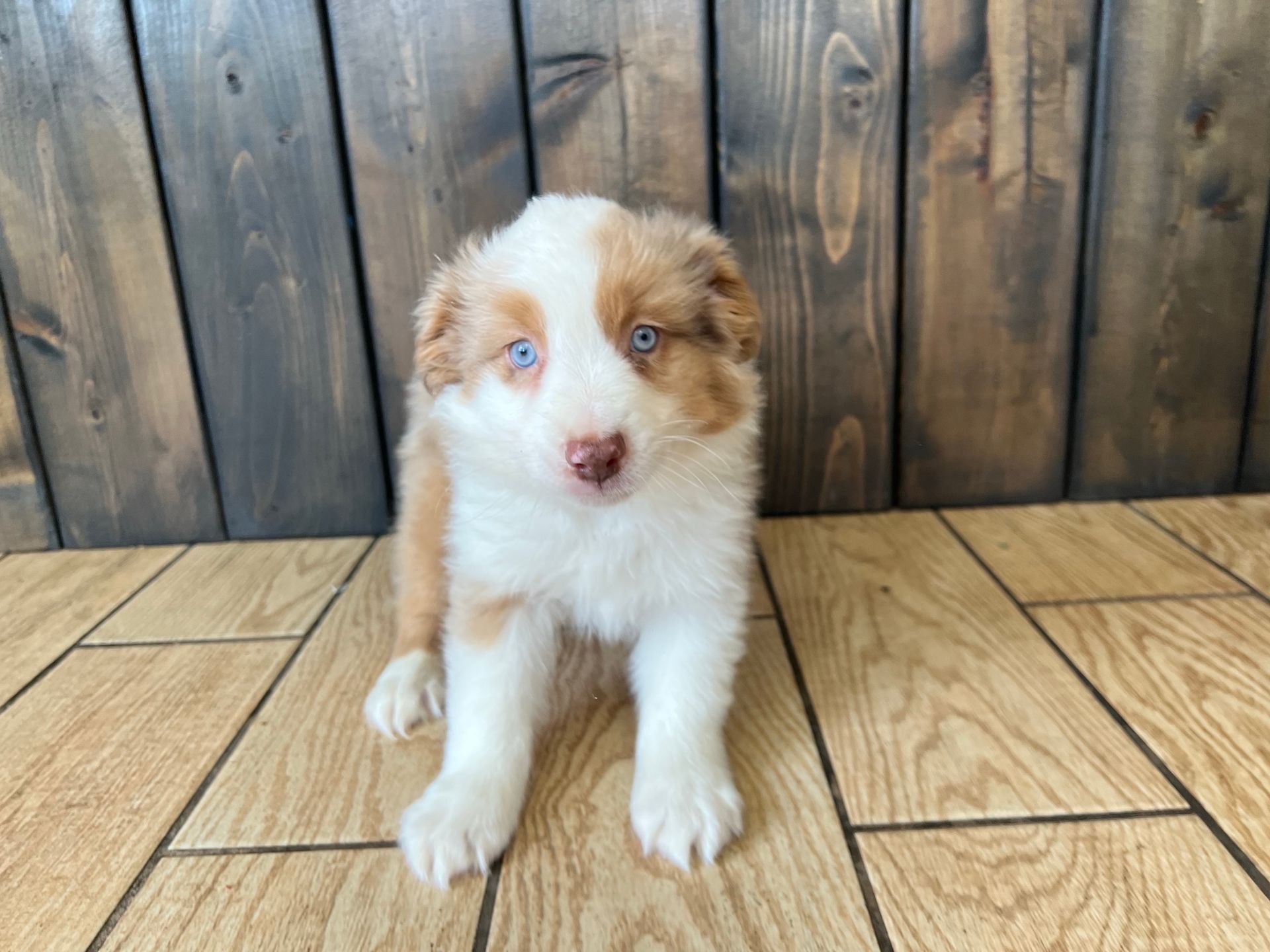 Australian Shephard puppy.