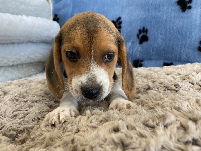 Beagle Puppy