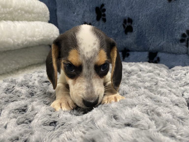 Beagle Puppy