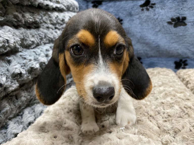 Beagle Puppy