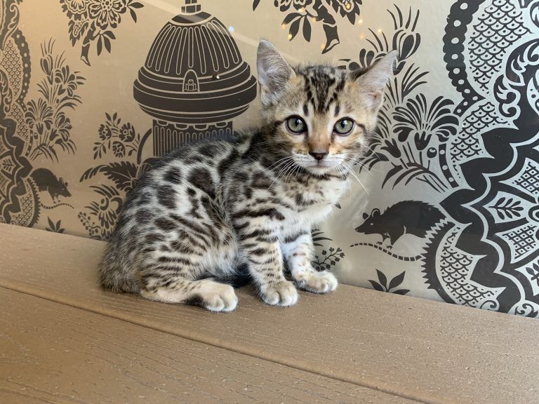 Bengal Kitten