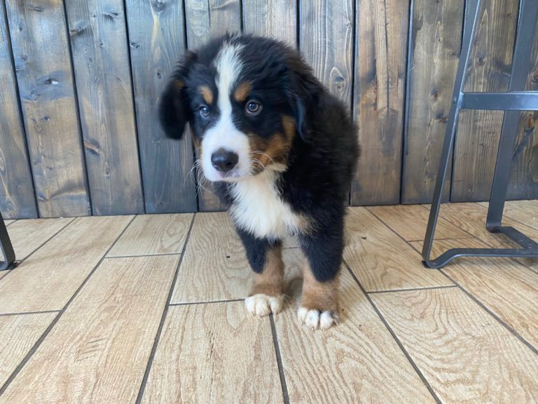 Burmese Mountain Puppy for sale in connecticut.