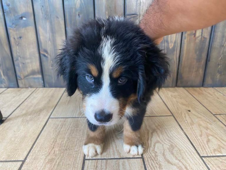 Burmese Mountain Puppy