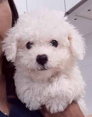 Bichon Frise Puppy