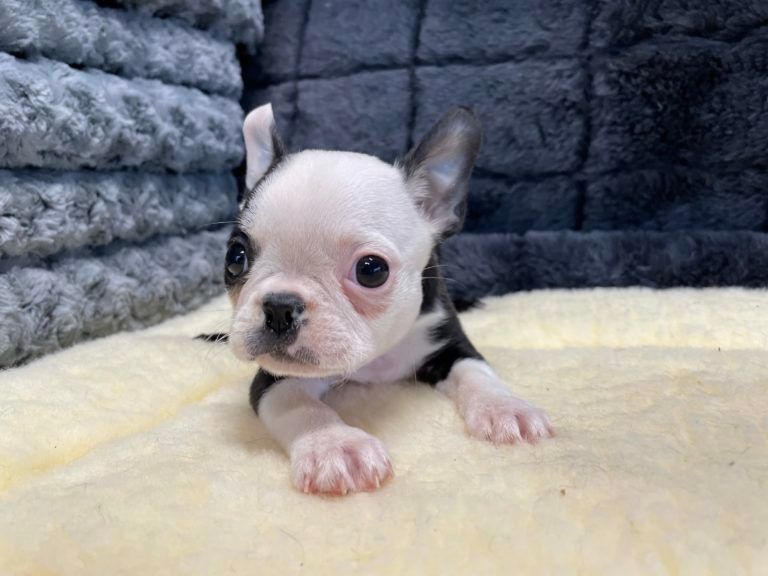 Boston Terrier Puppy for sale in Connecticut
