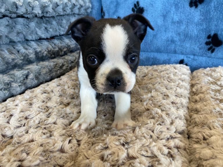 Boston Terrier Puppy