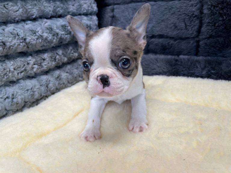 Boston Terrier Puppy for sale in Connecticut