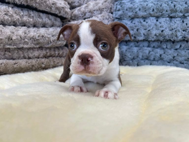 Boston Terrier Puppy for sale in Connecticut