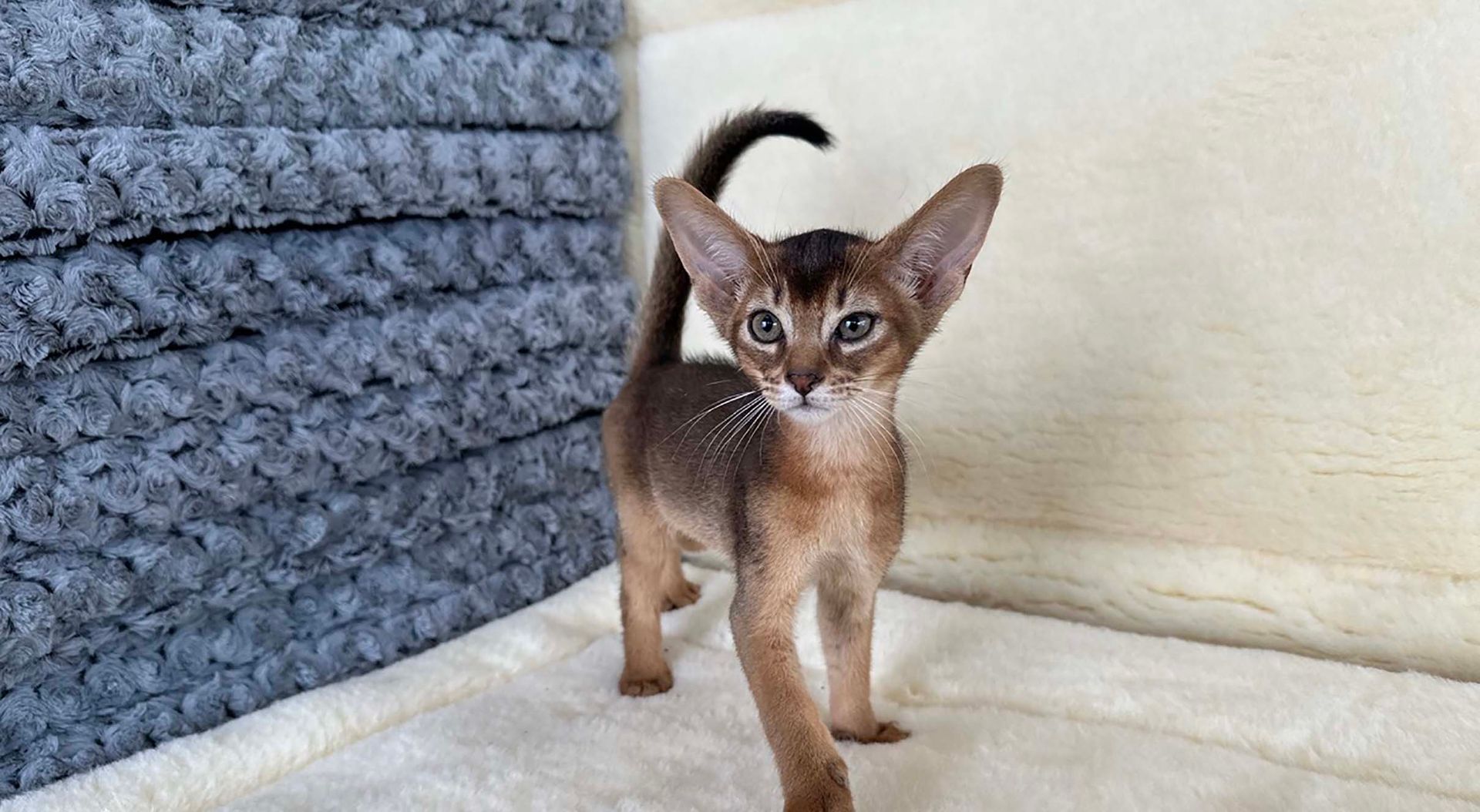 abyssinian kittens for sale connecticut