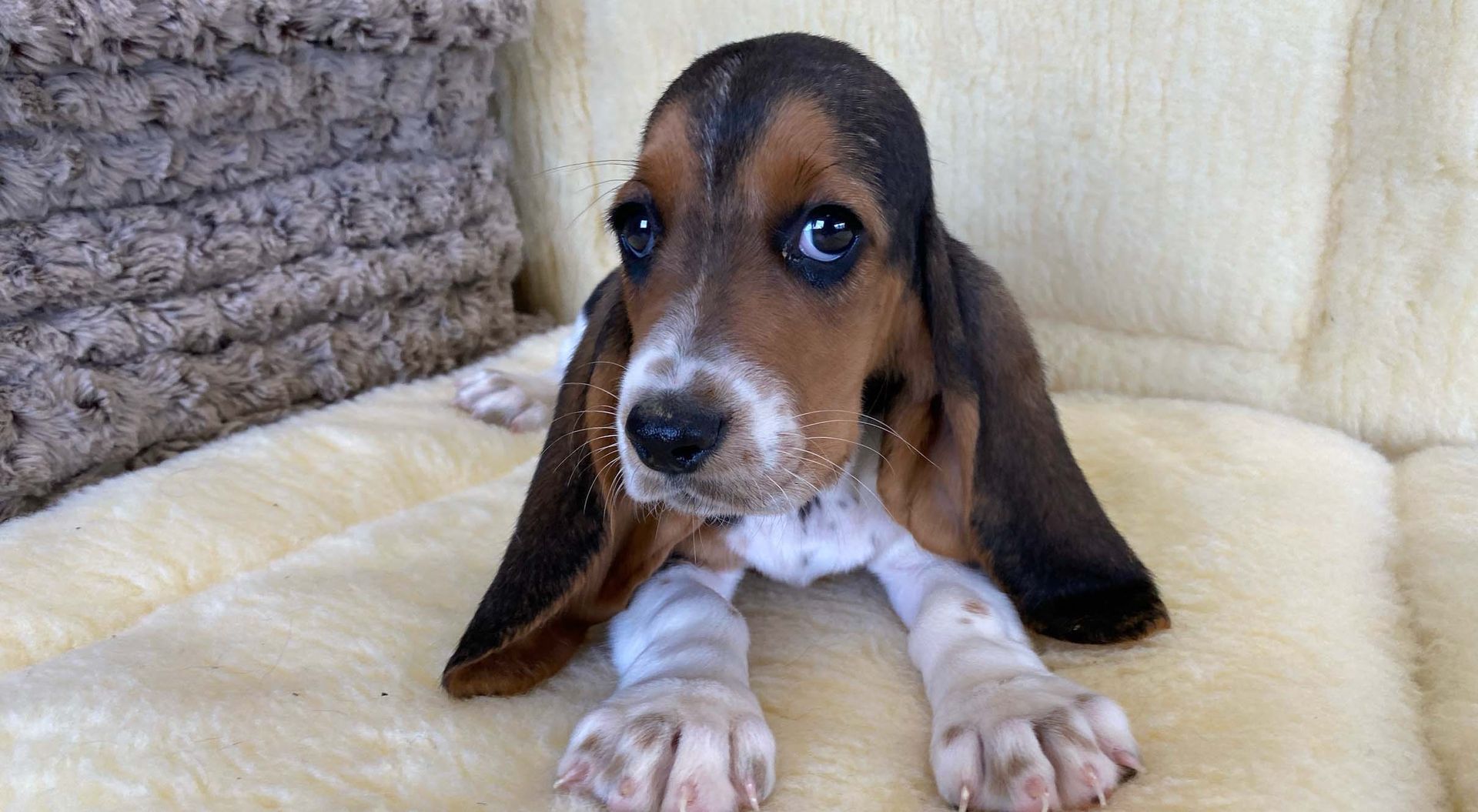 Basset Hound puppy.