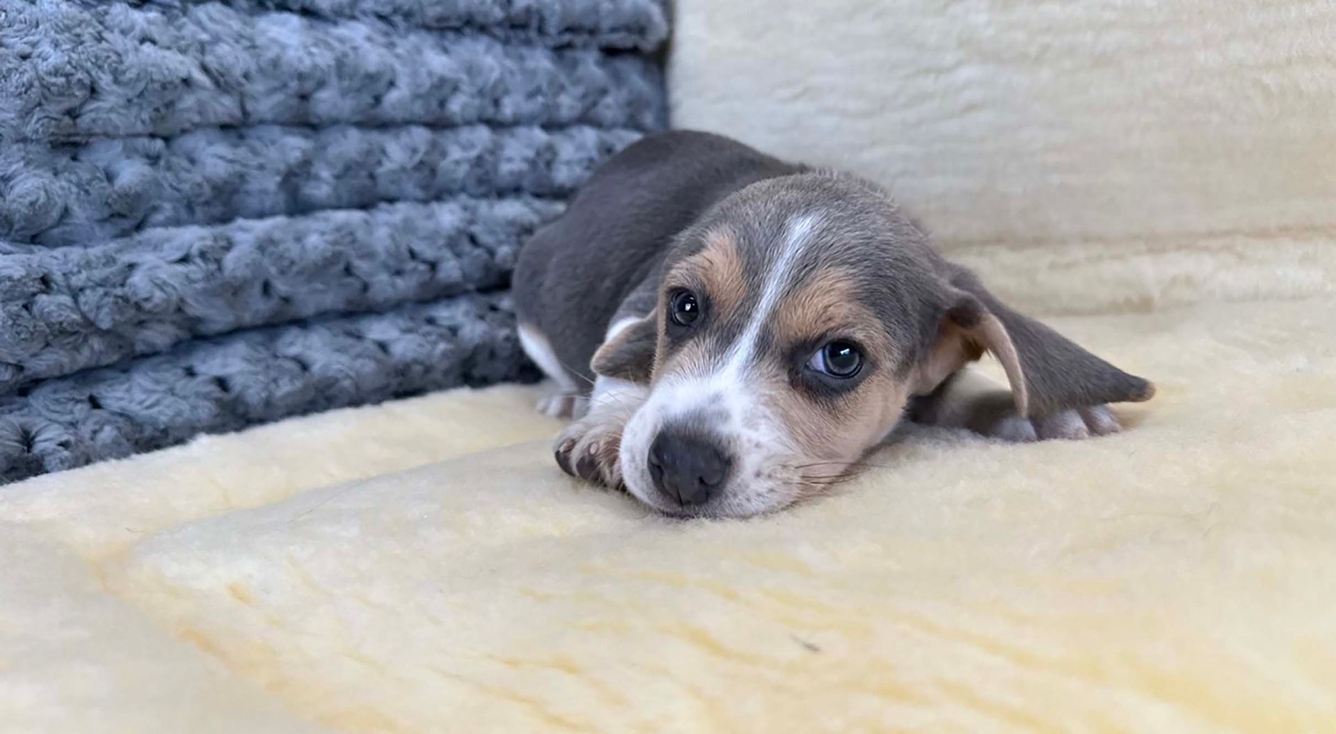 Beagle puppy.