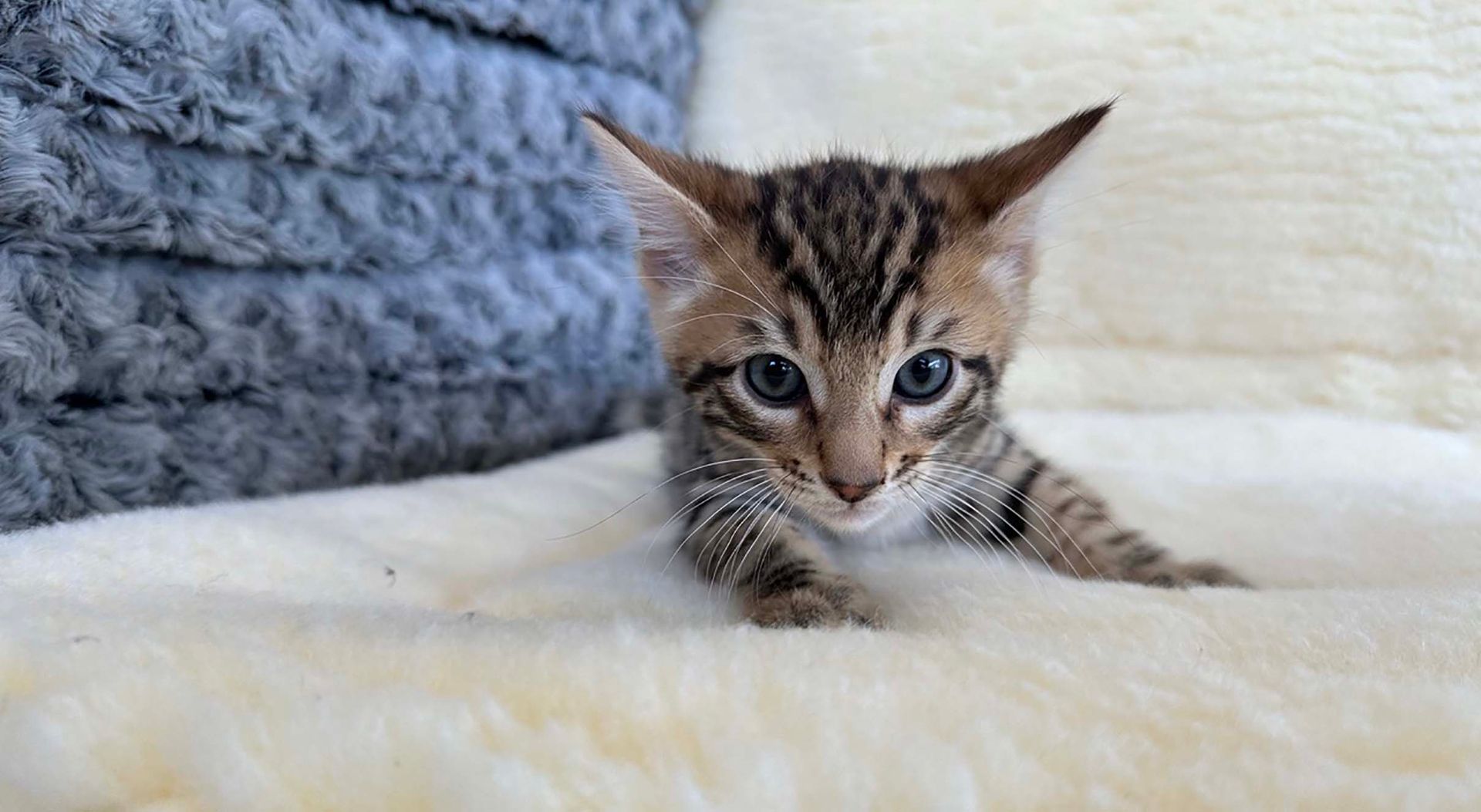 bengal kittens for sale connecticut