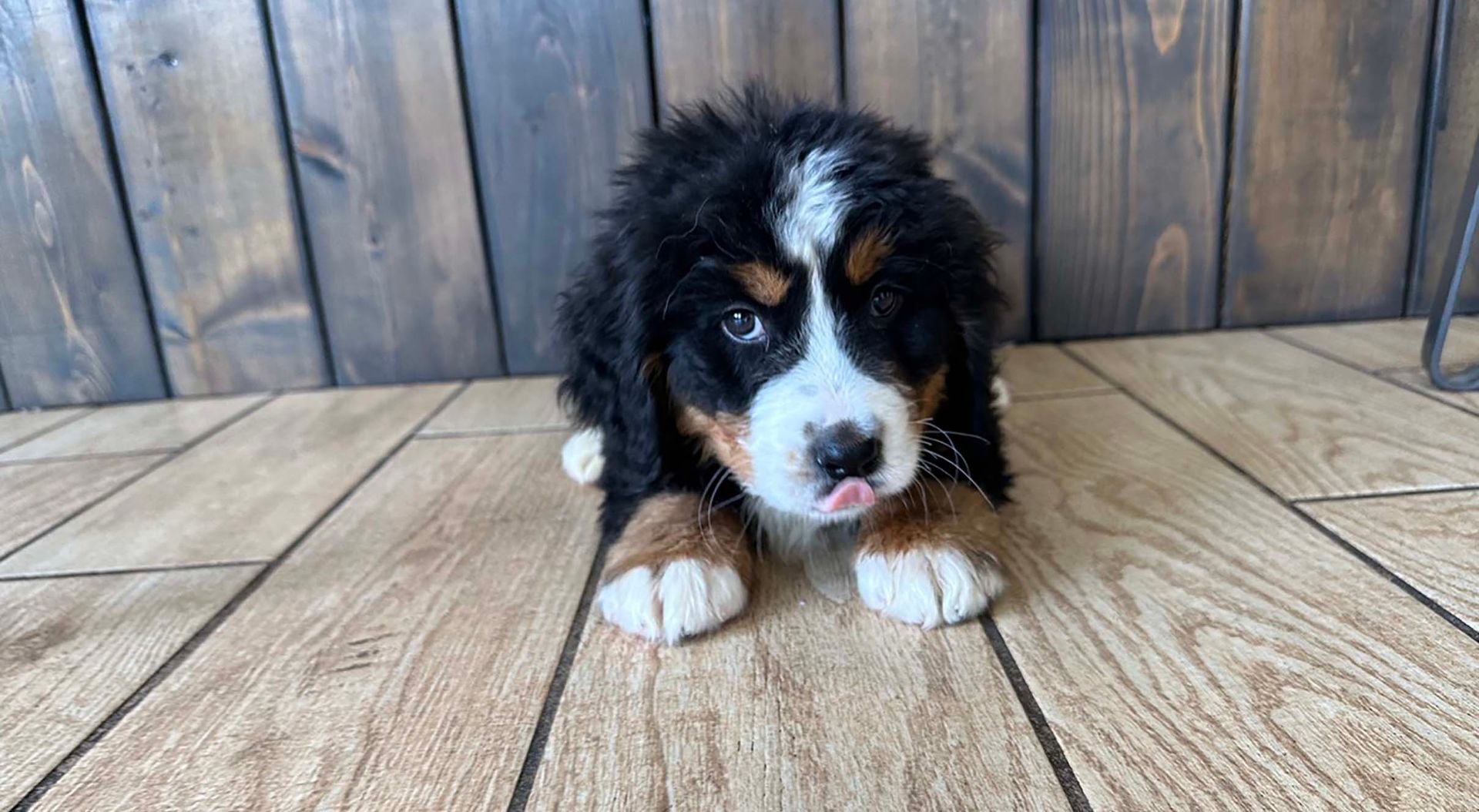 Bernese Mountain puppy.