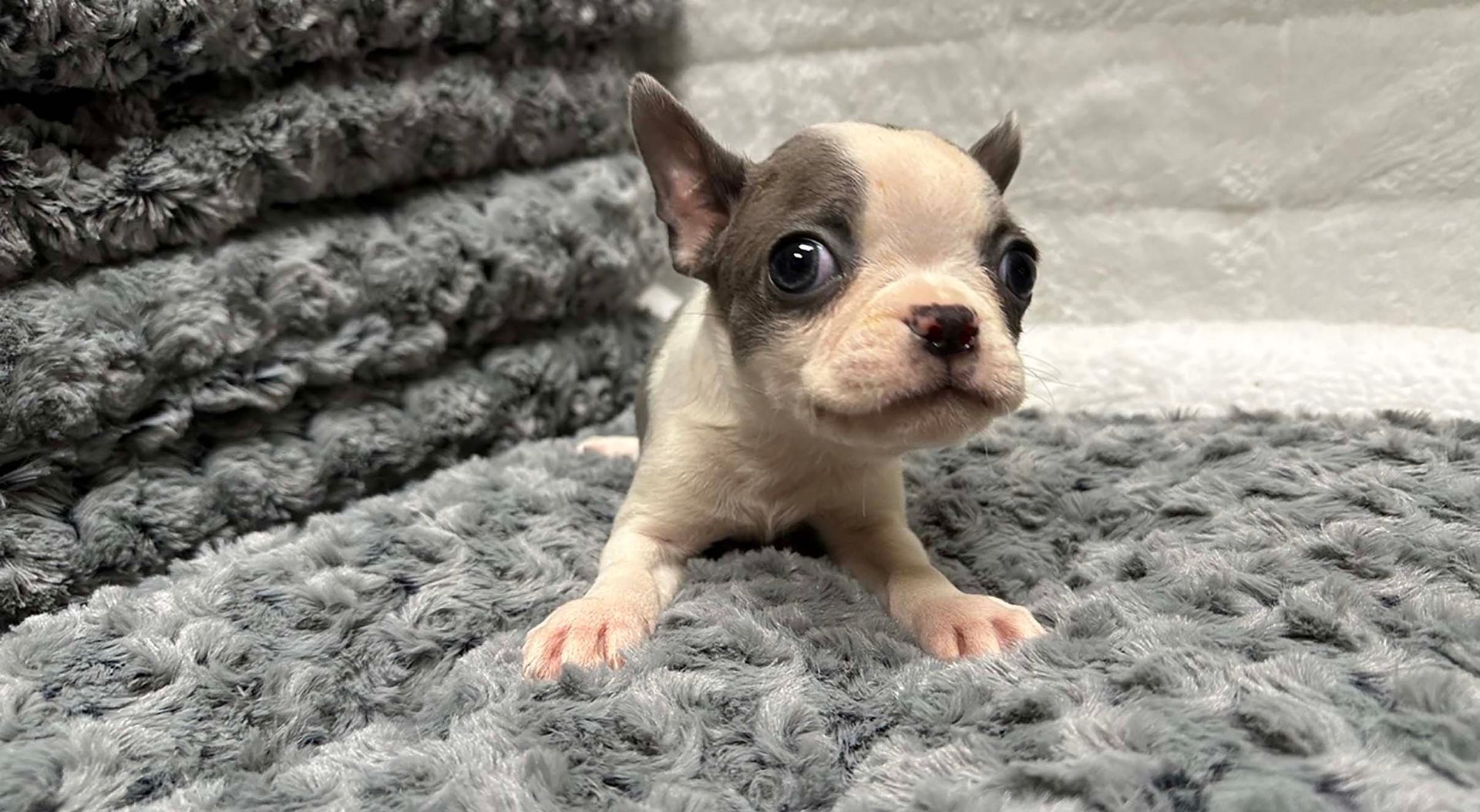 Boston Terrier puppy.