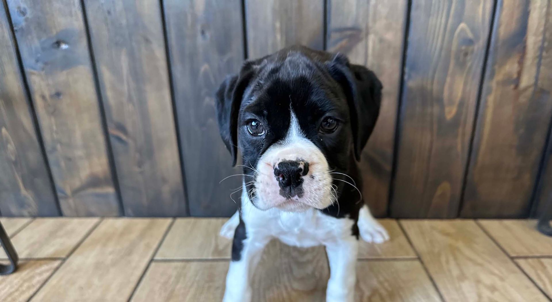 Boxer puppy.