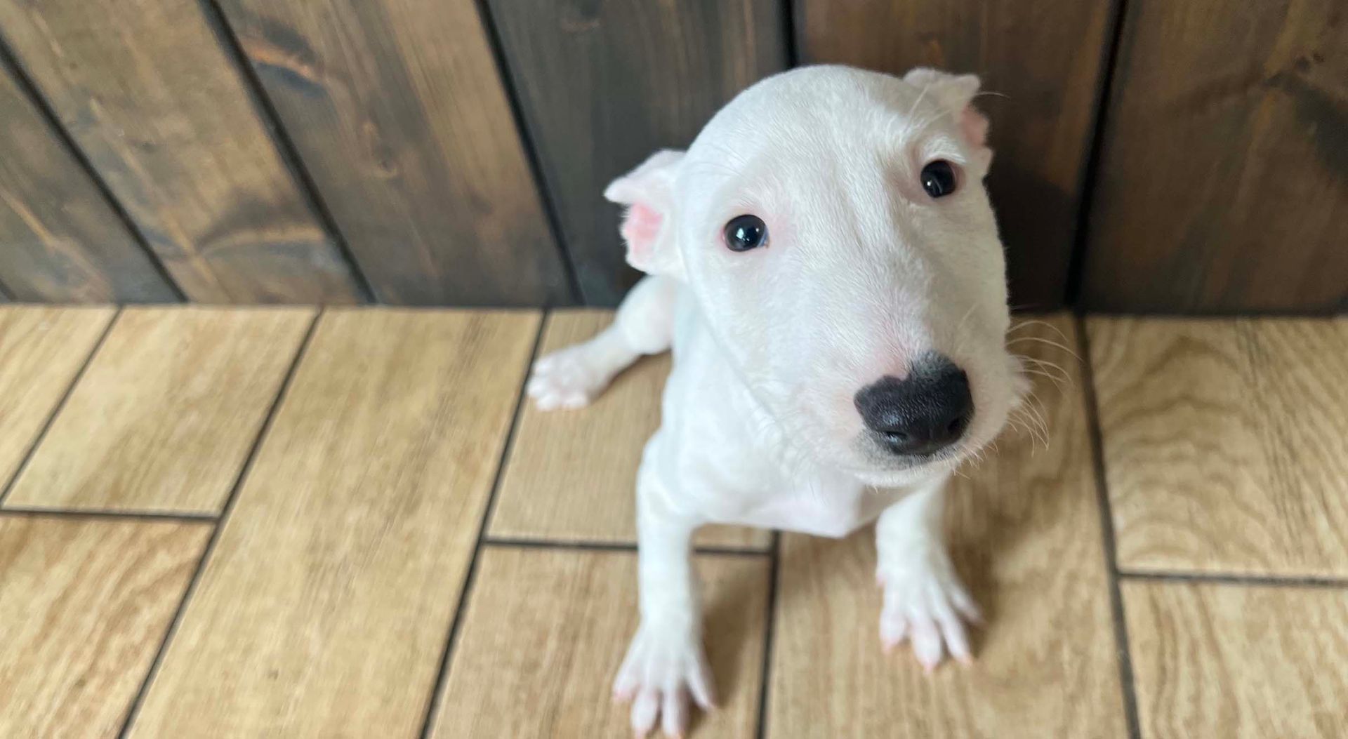 Bull Terrier Puppy
