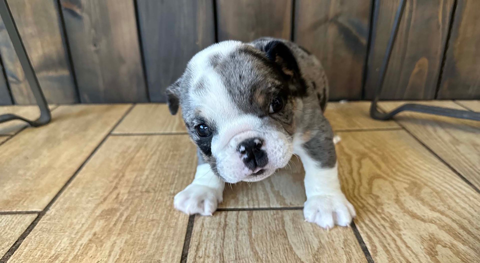 Bulldog puppy.