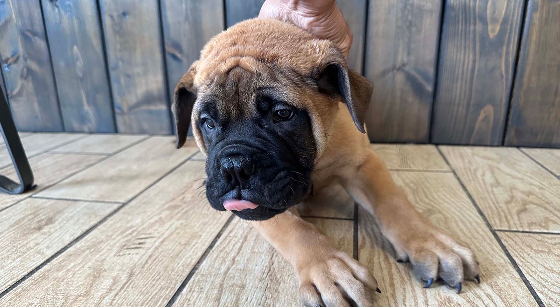Bullmastiff puppy