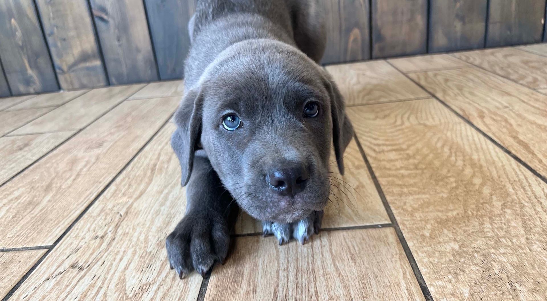 Cane Corso Puppy