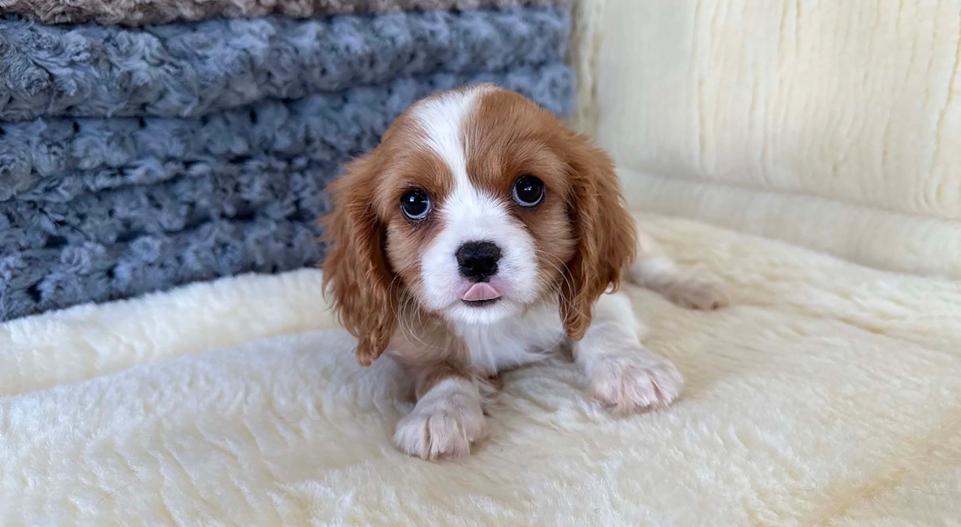 Cavalier puppy.