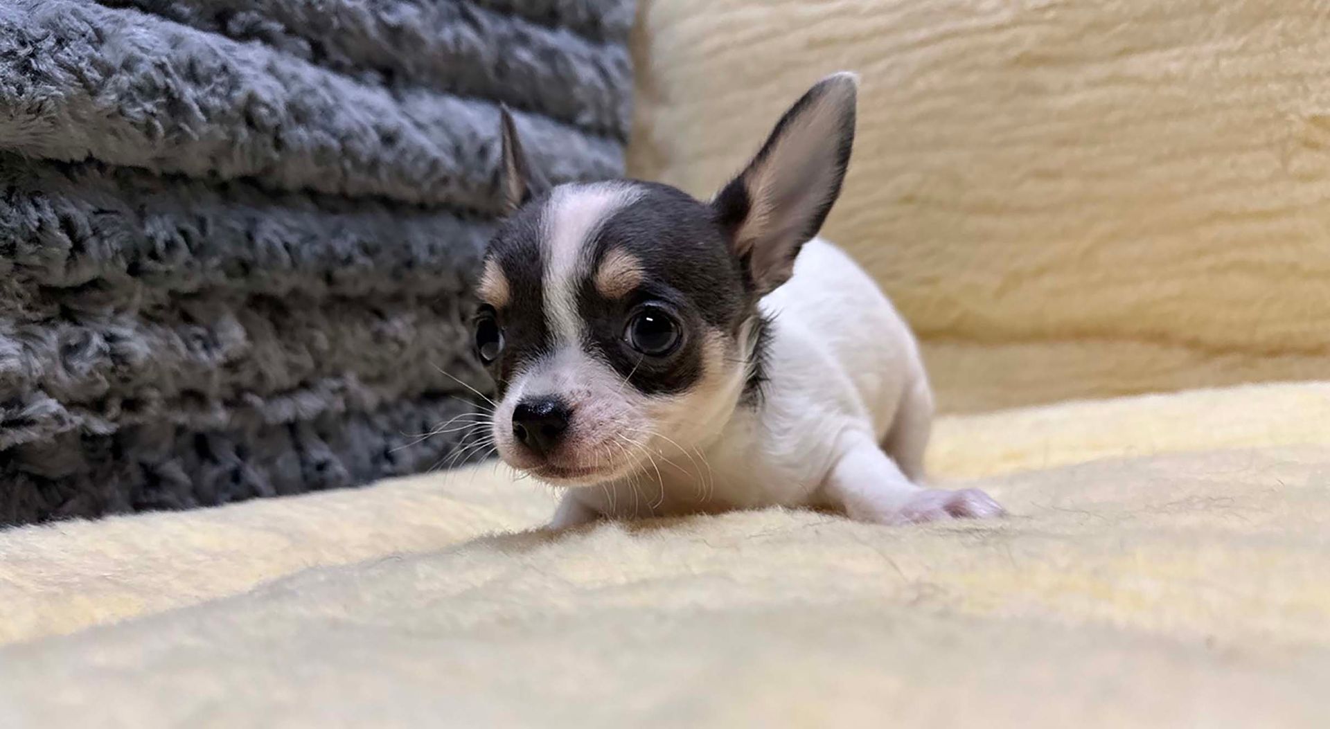 Chihuahua puppy.
