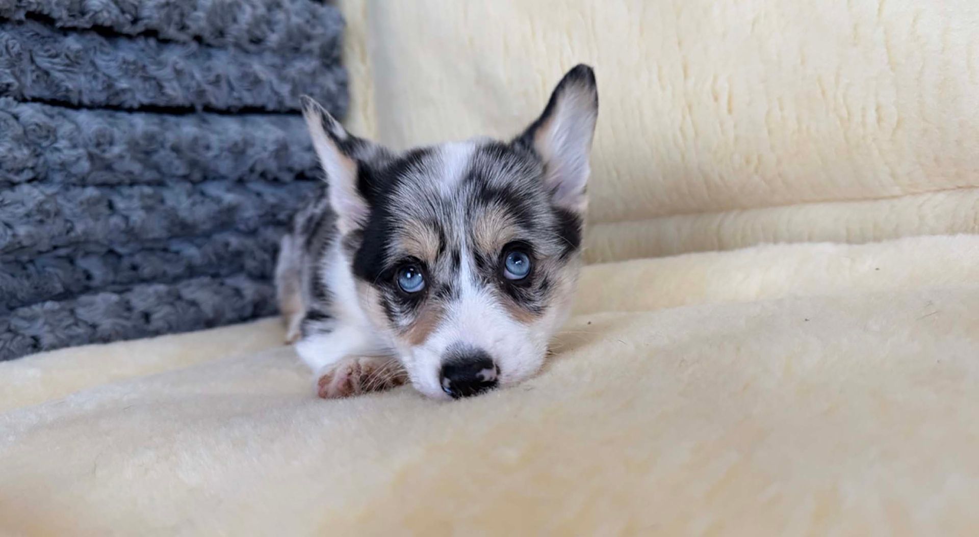 Corgi puppy.