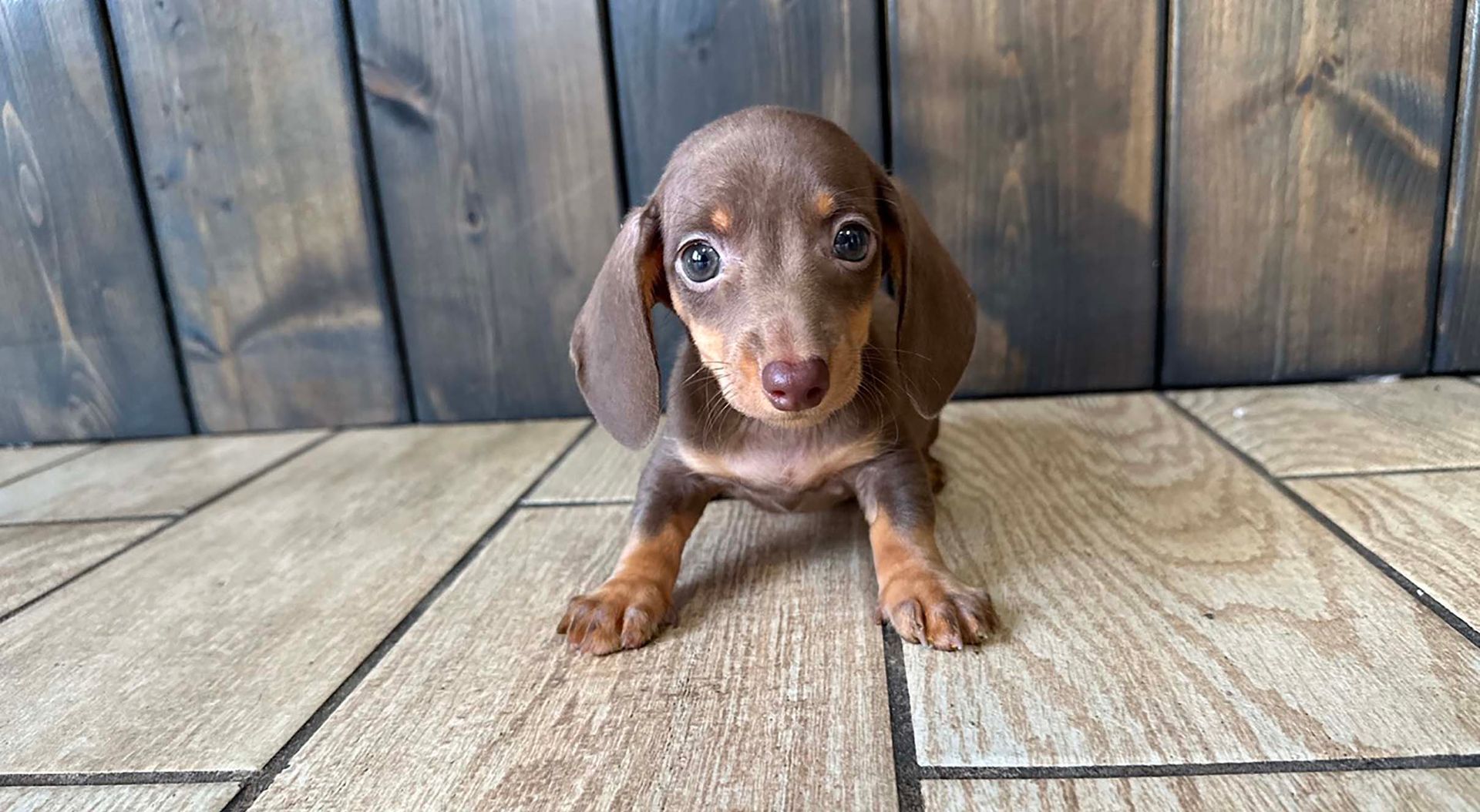 dachshund puppy