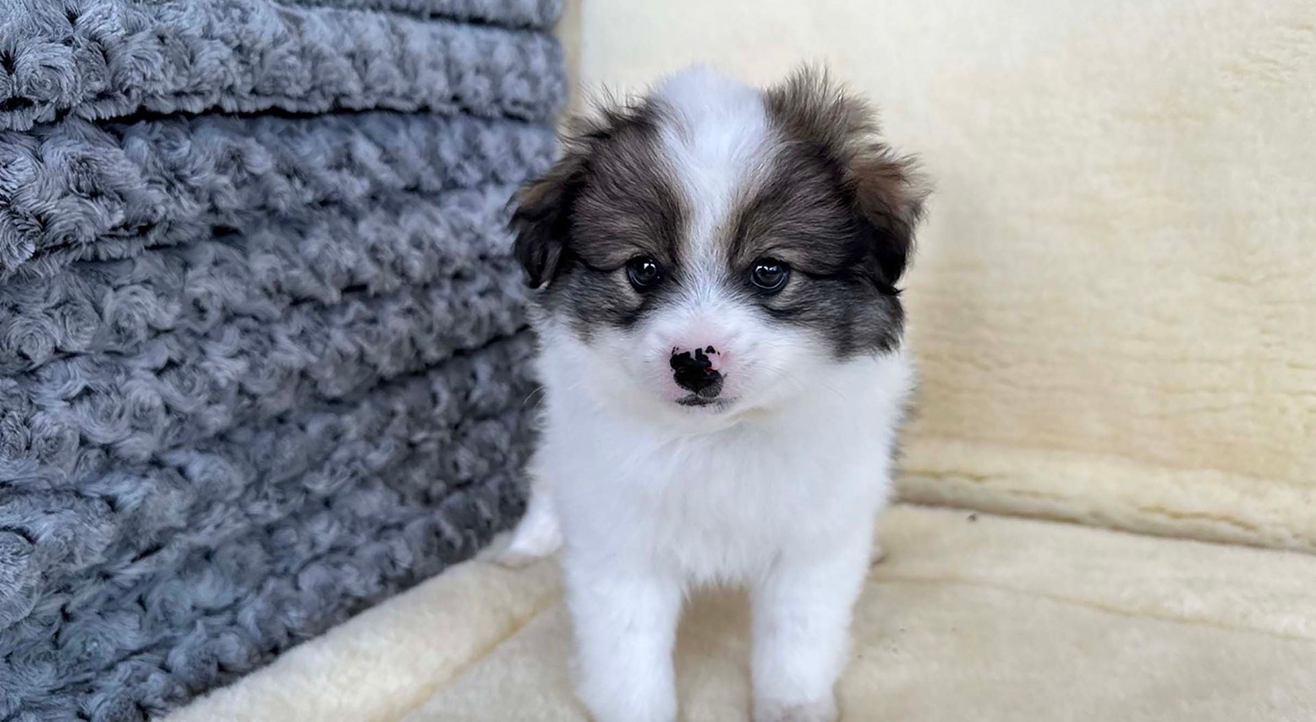 Designer puppy.