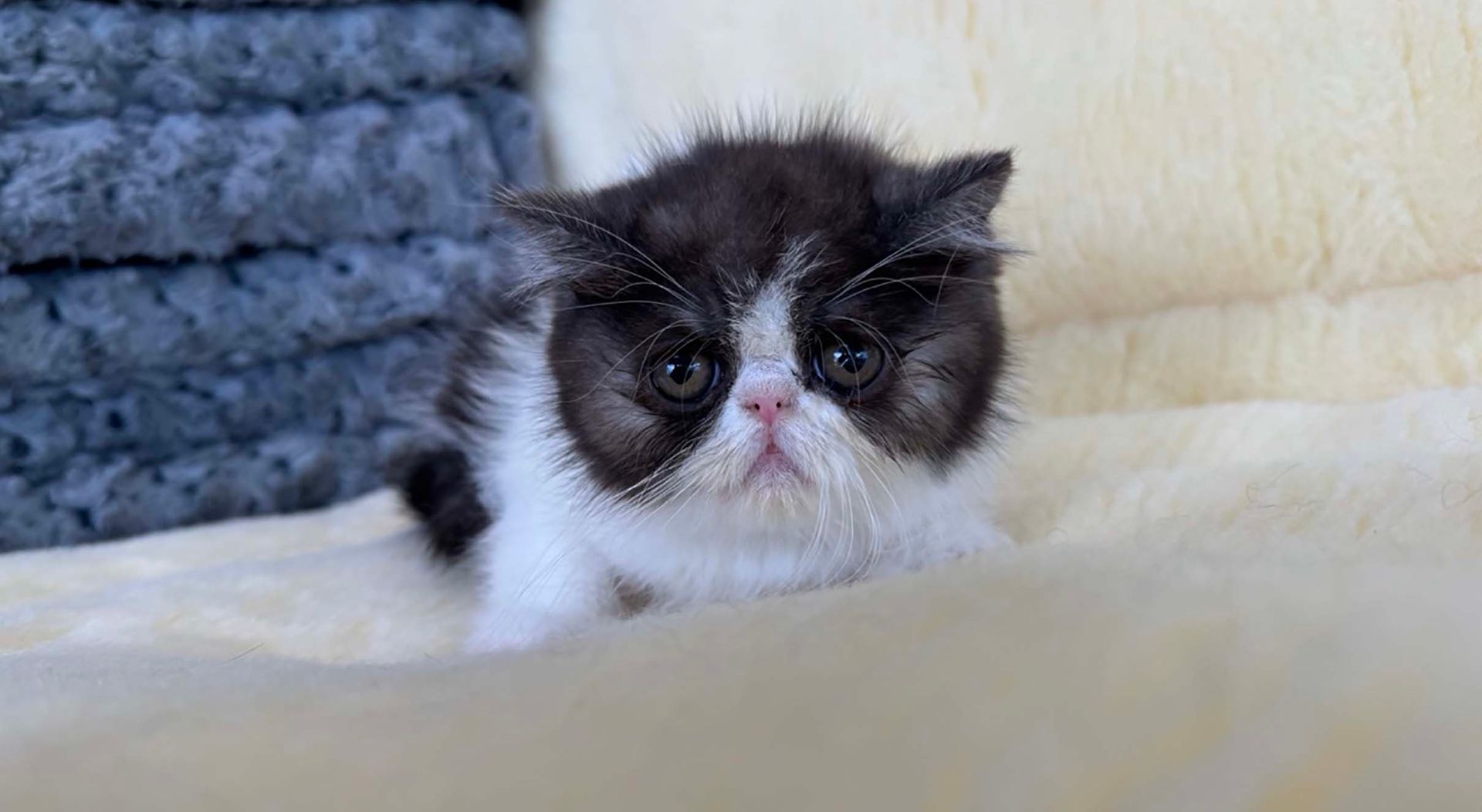 exotic shorthair kittens for sale connecticut