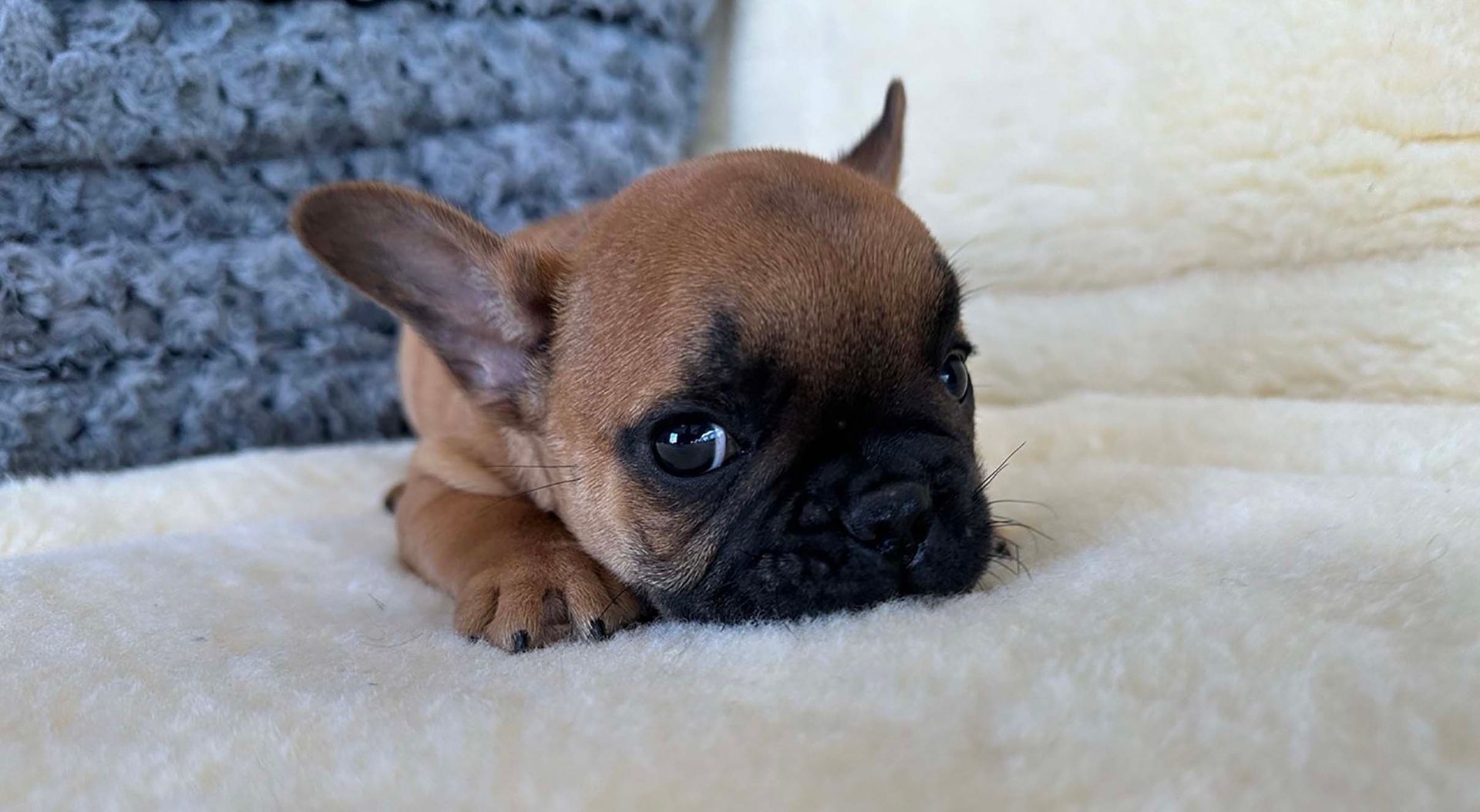 frech bulldog puppy. frenchie puppy.