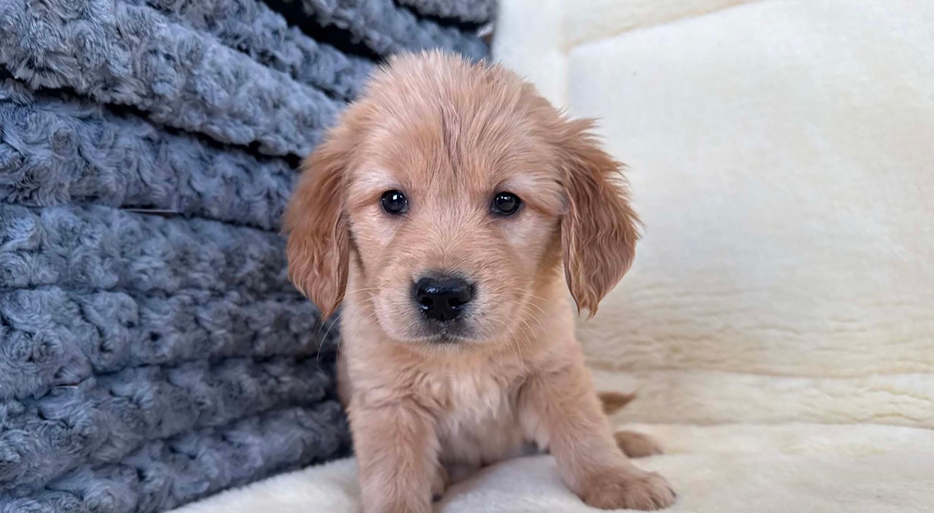 golden retriever puppy.