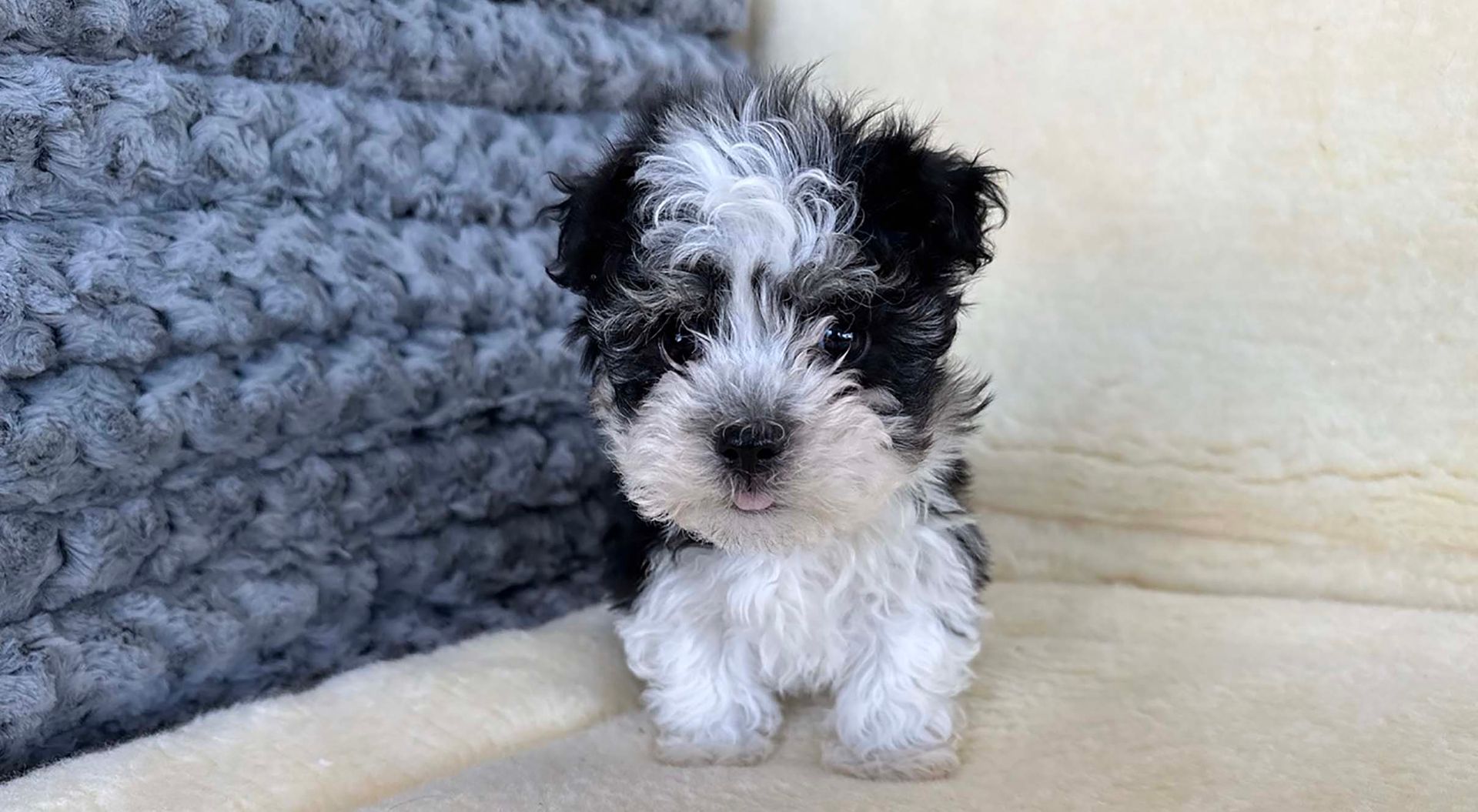 havanese puppy.