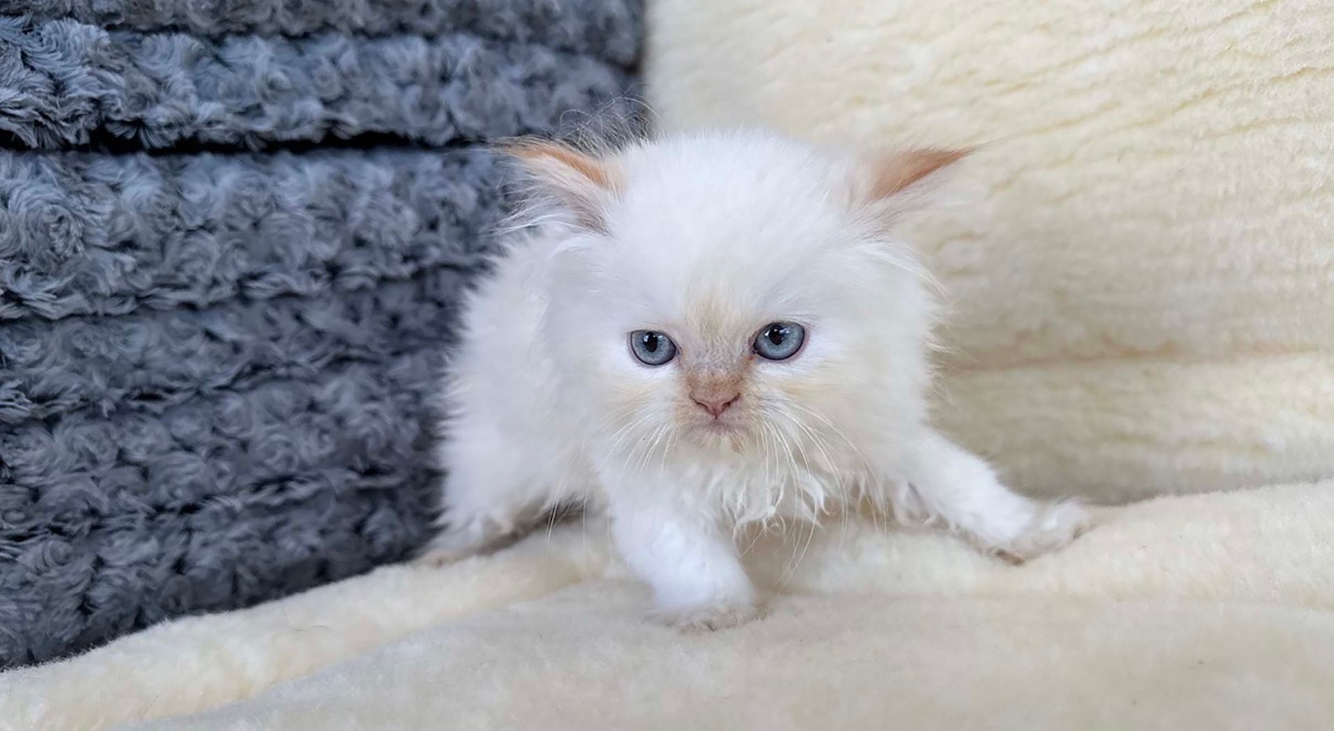 himalayan kittens for sale connecticut
